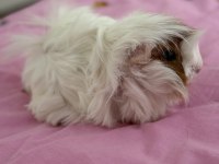 Bütün Eşyalarıyla Dişi Ve Erkek Safkan Guinea Pig