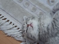 6 Kardeş Kediler Yeni Yuvalarını Arıyor