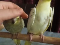 Yavru Sultan Papağanı Ele Alıştırmalık