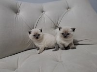 Rezerveye Açık British Shorthair Kedilerimiz