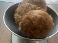 Evde Doğmuş Anne Ve Babası İle Büyüyen Sağlıklı Poodle Yavrular