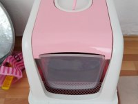 4 Aylık Scottish Fold - Malzemelerle Birlikte