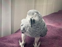 Evcil Jako Papağanı
