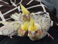 Uysal oyuncu sultan papağanı bebekler