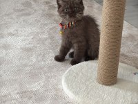 Yavru British Shorthair Chocolate