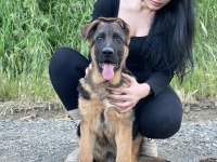 Şecereli üst düzey kalitede erkek ve dişi alman kurdu yavruları