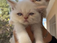 Ankara İçi Ücretsiz Bebek Kediş