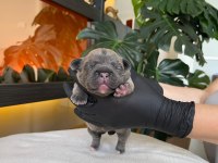 Rengarenk French Bulldog Yavrularım Rezerveye Açık