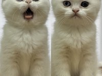 Anne British Shorthair, Baba Exotic Shorthair