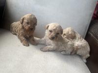 Sıfır Numara Maltipoo Ve Poodle Yavrular