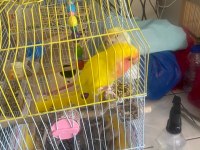 Sultan (Cennet) Papağanlarımıza Yuva Arıyoruz