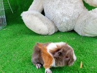 Sevimli guinea pig yavruları