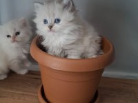 British longhair prenses hazır