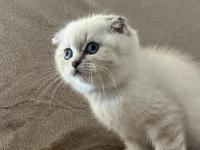 Scottish Fold Erkek Bebek