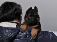 Alman çoban köpeği yavrularımız