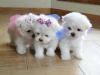 Maltese terrier 0 numara oyuncu bebeklerim