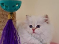 Golden Point British Longhair Yavru Erkek