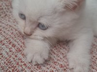 Bembeyaz Mavi Gözlü Dişi British Shorthair Yavru