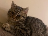 Dost canlısı erkek avrupa kedisi 6 aylık