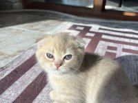 Kusursuz Güzellik Scottish Fold Yavrular