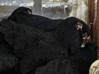 Black Brahma Kuluçkalık Yumurta