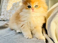 Saf kanlı british longhair kedi