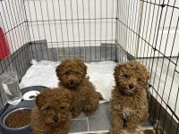 Toy Poodle Dişi Ve Erkek Teslime Hazır Yavrular