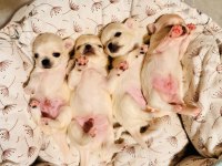 Sevimli Ve Eğitimli Chihuahua Yavrular