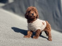 Koyu Kırmızı Poodle Yavru