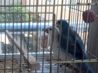 Mutasyon monk papağanı 3 yaşında