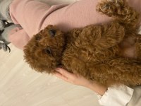 Teacup Sevimli Poodle 4 Aylık