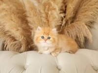 Dünya Tatlısı Saf Kan Golden British Longhair