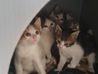 Van Kedisi Kırması 5 Tane Yavru Kedimiz