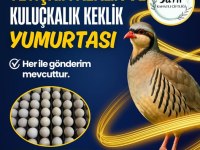 Yetişkin keklik ve keklik yumurtası
