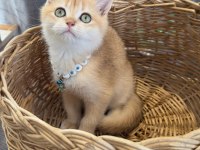 Safkan Scottish Yavrular Teslime Hazır