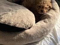 10.02.2026 Doğumlu Yavru Toy Poodle Erkek