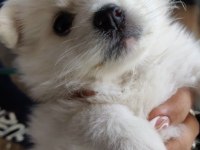 60-65 Günlük Dişi Erkek Samoyed Yavrularımız