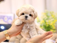 Cins toy poodle köpeklerim