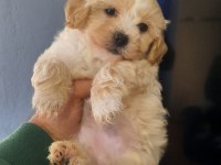 Ev ortamında bakılmış maltipoo yavrular