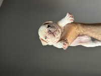 Yavru French Bulldog Köpekler