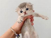 Scottish Fold Yavrularımız