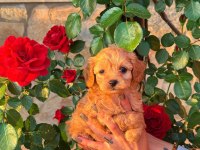 Üst Kalite Maltipoo Yavrularımız