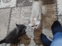 2.5 aylık dişi british