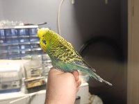 Show Muhabbet Kuşu 2025