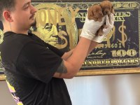 Toy Poodle Yavrularimiz