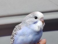 Yavru Konuşturmak İçin Eğitim Verilecek Muhabbet Kuşlar