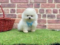 Safkan Pomeranian Boo Köpeklerimiz