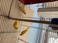 Genç 2025 Doğumlu Yavru Kanaryalar