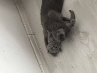 Lokum British Bebeklerimiz