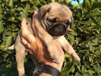 Hamburger surat gül kuyruk pug